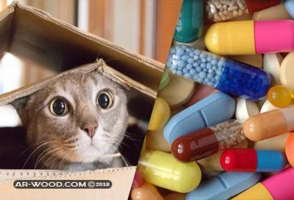 علاج الديدان عند القطط من الصيدليه البشريه